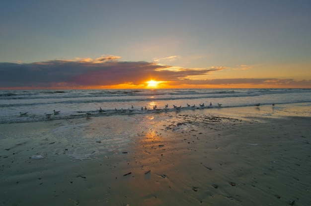 Zachód słońca na plaży w Danii Muszle na pierwszym planie Spacer po wybrzeżu