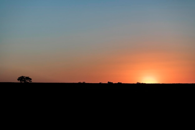 Zachód słońca na polu plantacji trzciny cukrowej