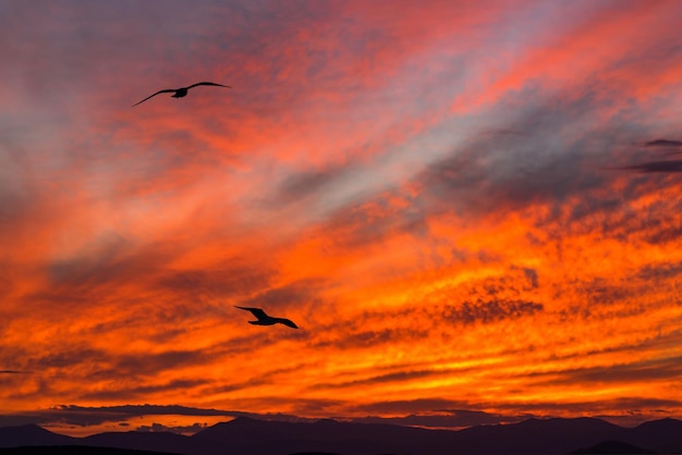 Zachód słońca na wielkim czerwonym niebie z chmurami i dwiema mewami na pierwszym planie