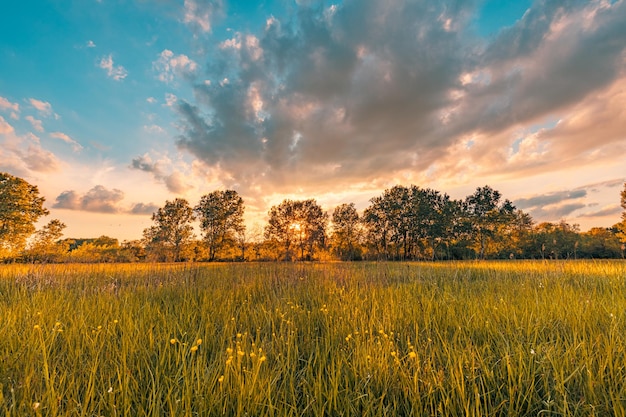 Zachód słońca nad rozległym kwitnącym krajobrazem łąki. trawa łąka ciepła złota godzina zachód słońca czas wschodu słońca