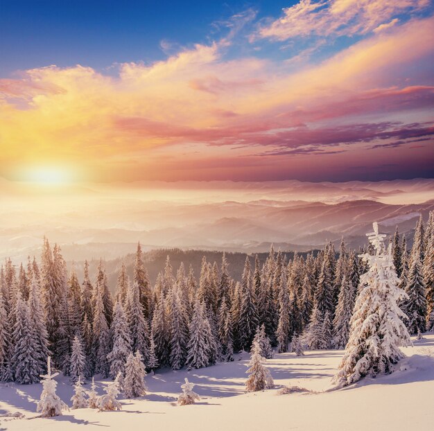 Zachód Słońca W Górach Zimą. Karpacka Ukraina Europa
