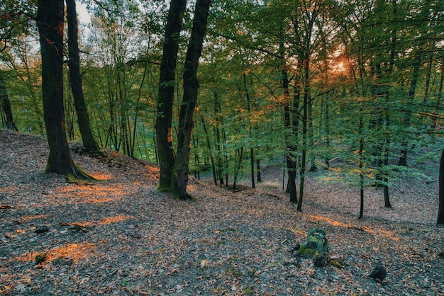 Zachód słońca w lesie