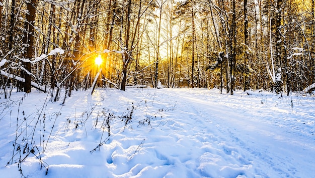 Zachód słońca w zimowym lesie. Śnieżny krajobraz parku.
