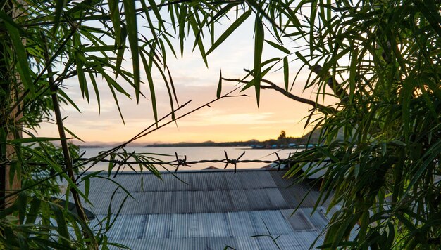 Zachód słońca widoczny przez szczelinę liści bambusa