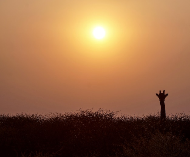 Zachód słońca żyrafy w rezerwacie Erindi Game Reserve - Namibia