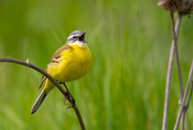 Zachodnia pliszka żółta Motacilla flava Ptak śpiewa siedząc na cienkiej gałązce