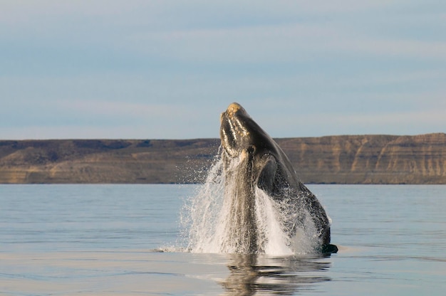 Zdjęcie zachowanie podczas skoków wielorybów z południa puerto madryn patagonia argentina