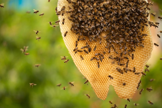 Zachwycający wgląd w dzikie ula i pszczoły w ich naturalnym środowisku
