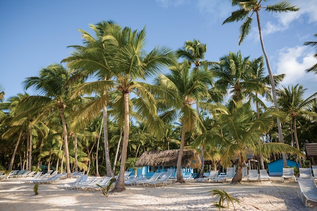 Zaciszna plaża na wyspie Saona La Romana Dominikana