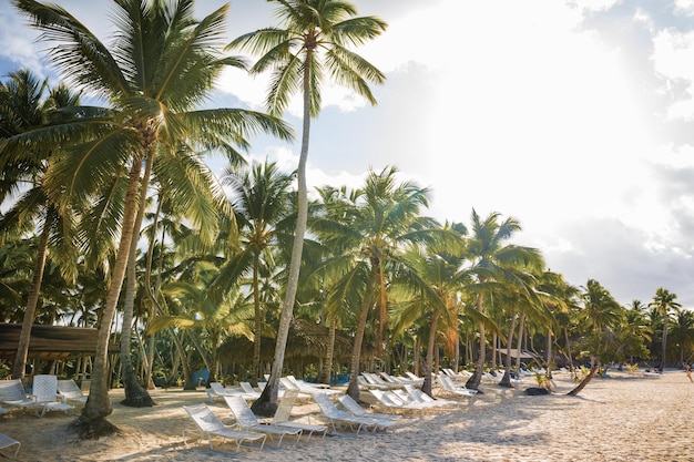 Zaciszna plaża na wyspie Saona La Romana Dominikana