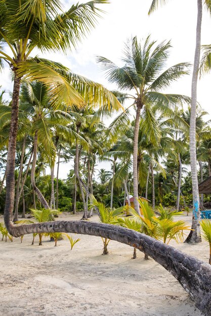 Zaciszna Plaża Na Wyspie Saona La Romana Dominikana