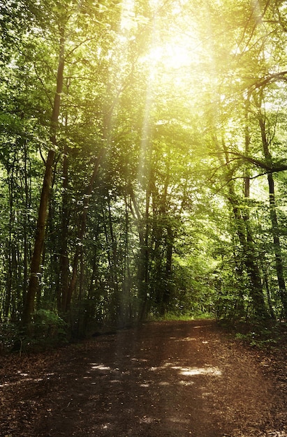 Zaczarowany las Martwa natura ujęcia leśnego krajobrazu