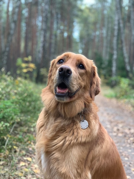 Zadowolony pysk golden retrievera na leśnej ścieżce z wywieszonym językiem