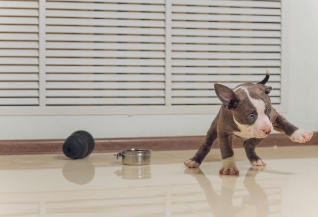 Zadziwiony niebieski szczeniak American Bully z ciekawością idzie do przodu z ustami