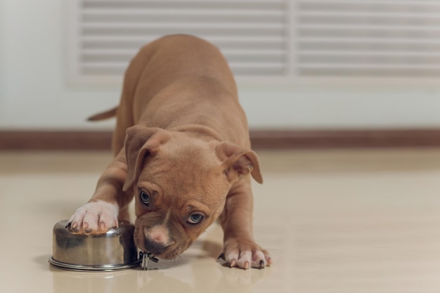 Zadziwiony niebieski szczeniak American Bully z ciekawością idzie do przodu z ustami