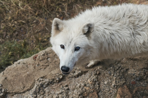 Zagrożony Biały Wilk Polarny