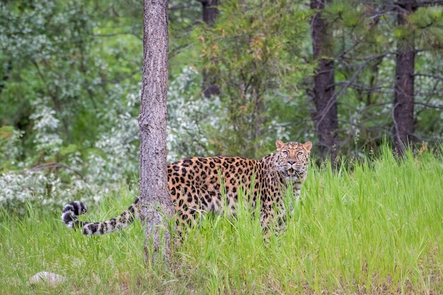 Zagrożony Leopard Amur krąży po długiej trawie