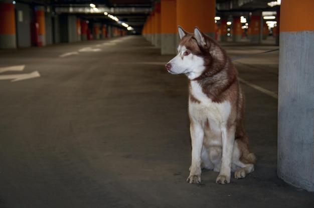 Zagubiony porzucony pies husky Smutny siberian husky siedzi samotnie na parkingu Skopiuj miejsce