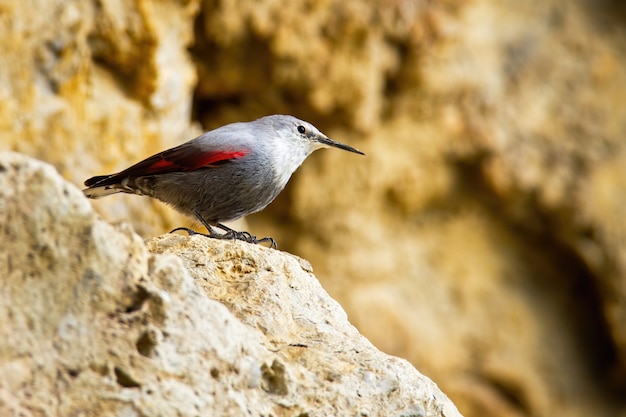 Zainteresowany Wallcreeper Siedzący Na Skalistym Grzbiecie W Zboczu Góry