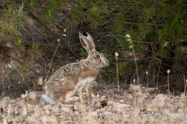 Zając europejski - Lepus europaeus. Ssak z rodziny Leporidae.