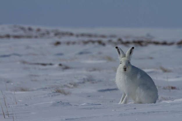 Zając polarny Lepus arcticus siedzi na śniegu z uszami skierowanymi do góry i wpatrując się prosto w kamerę