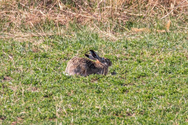 Zając szarak (Lepus europeaus) ukrywający się w polu wiosną