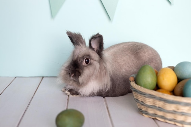 Zdjęcie zajączek domowy królik z kolorowymi jajkami w koszu na jasnym miętowym tle