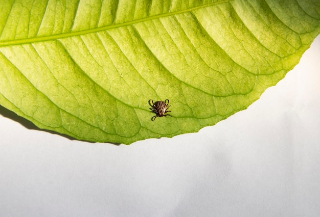 Zakażone Niebezpieczne Gryzienie Kleszcz Na Zielonym Liściu Nosiciel Infekcji I Wirusów Ixodus Ricinus