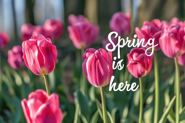 Zaklęte pole różowych tulipanów kąpane w miękkim ciepłym świetle i ozdobione zwrotem "Wiosna jest tu cytuję napisane płynnym pismem"