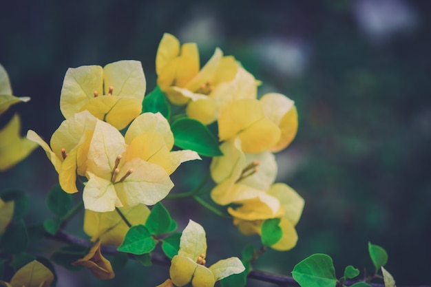 Zakończenia Bougainvillea kwiatów żółty piękny w ogródzie