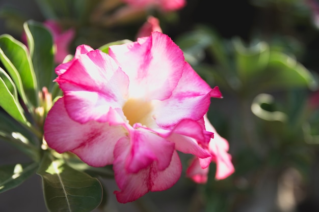 Zakończenia up różowy Adenium, menchia kwitnie na natury tle.