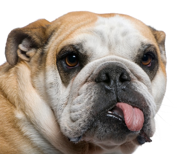 Zakończenie Angielski buldog, 3 lat, przed biel ścianą