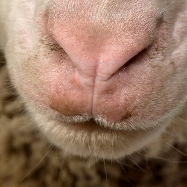 Zdjęcie zakończenie arles merino barani nos i usta