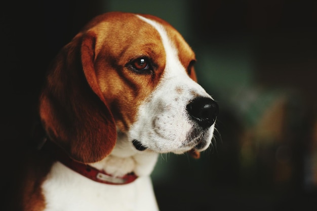 Zakończenie beagle pies