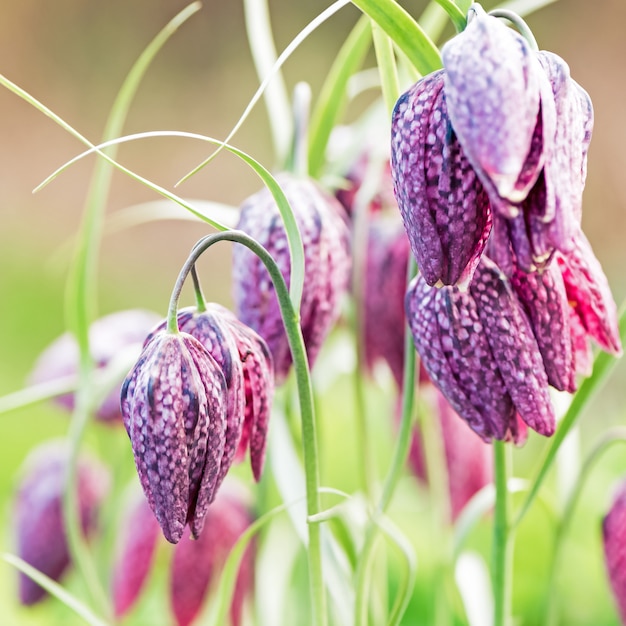 Zdjęcie zakończenie beautifil fritillaria meleagris purpurowi kwiaty