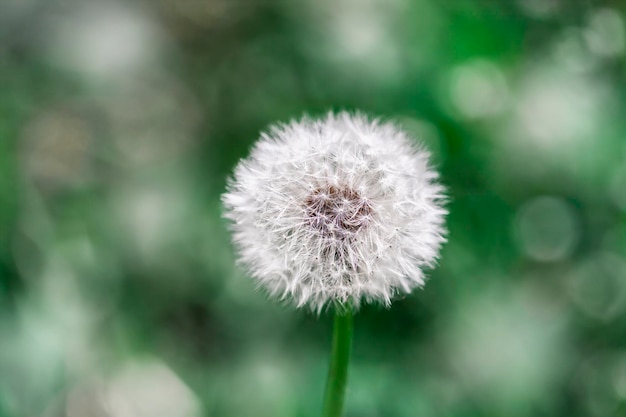 Zakończenie dandelion kwiat