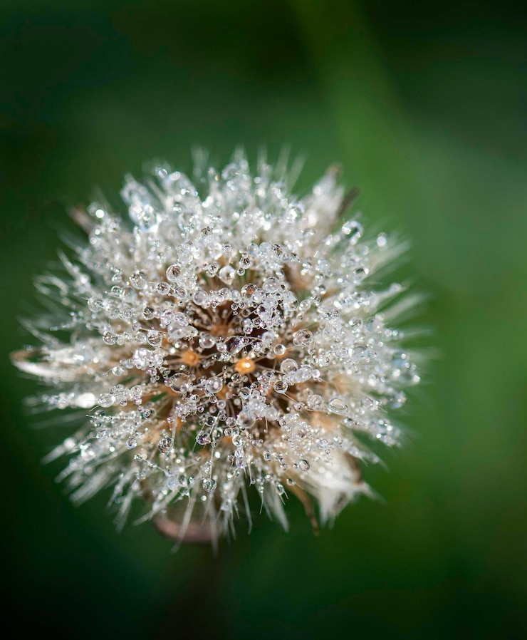 Zdjęcie zakończenie dandelion kwiat