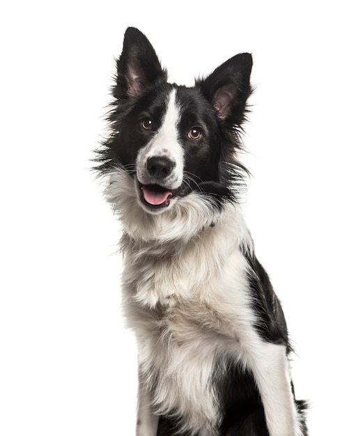 Zakończenie Dyszący Border Collie Pies