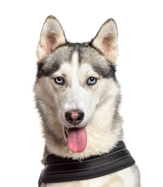 Zakończenie dyszy psi husky
