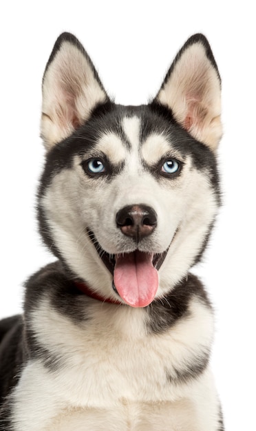 Zakończenie dyszy szczeniaka Syberyjskiego husky