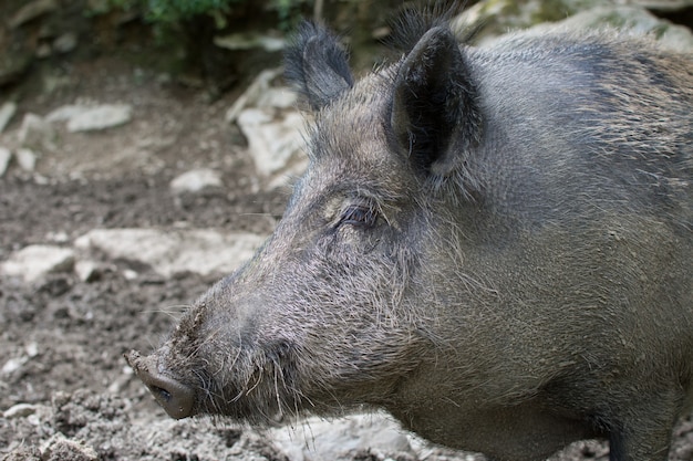 ZAKOŃCZENIE DZIKIEGO DZIKIEGO PIG W MUD WILDLIFE PARK