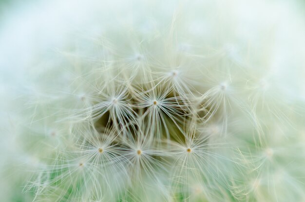 Zdjęcie zakończenie fotografia dojrzały dandelion. tło.