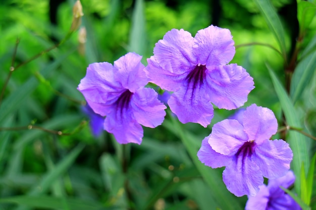 Zakończenie Jaskrawa Purpurowa Meksykańska Petunia Na Zamazanym Wibrującym Zielonym Ulistnieniu W Tle