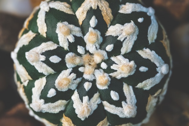 Zakończenie kaktusowej tropikalnej rośliny Astrophytum asterias tło