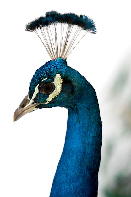 Zakończenie Męski Indiański Peafowl