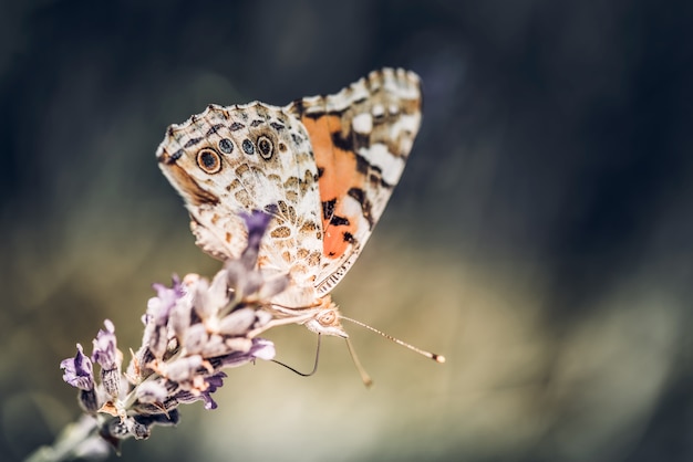 Zakończenie motyl na purpurowym lawendowym kwiacie