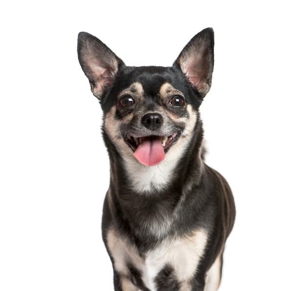 Zakończenie na dyszącym psie chihuahua, odizolowywającym