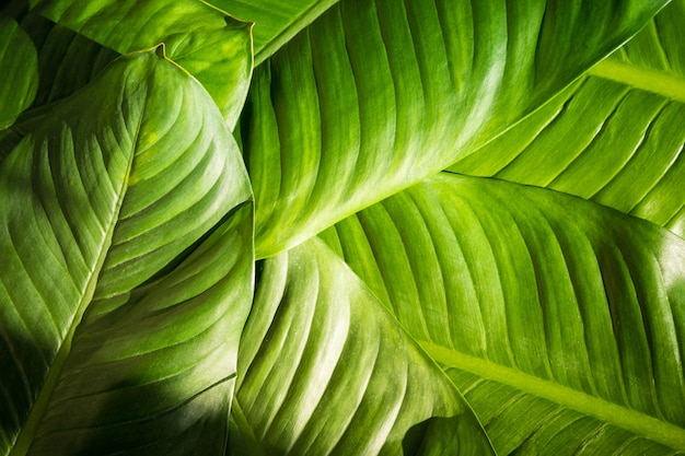 Zakończenie naturalna zieleń up opuszcza tło, tropikalna ulistnienie tekstura.