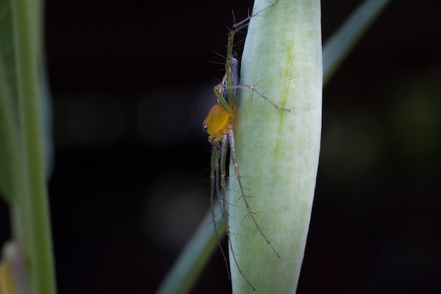 Zakończenie pająk, Makro- pająk wybiórki ostrość