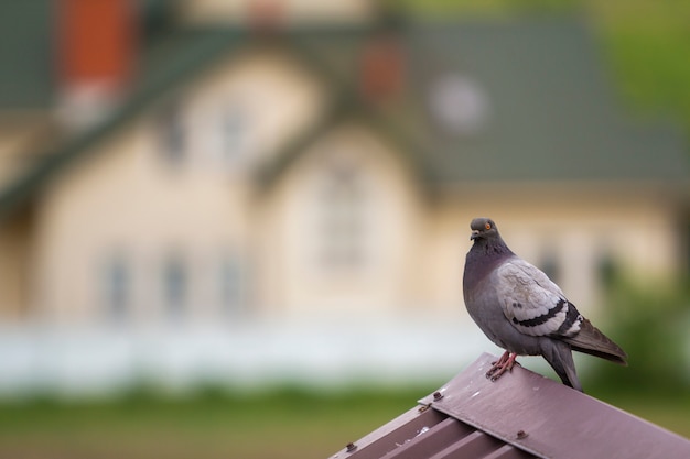 Zakończenie portret piękny duży popielaty i biały r gołąb z pomarańczowym okiem i gęstym upierzeniem umieszcza na górze brown metal dachówkowego dachu na zamazanym jaskrawym kolorowym dwupiętrowym domowym bokeh tle.